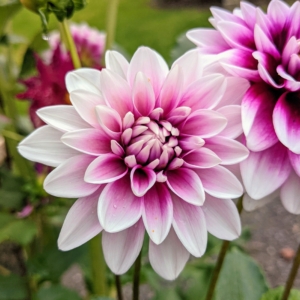 There are so many different kinds of dahlias and every one of them pretty. If you don’t already, I hope this inspires you to grow your own. What are your favorites?