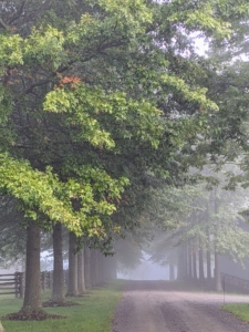 I always enjoy taking photos around the farm. The following photos were taken before 9am. The atmosphere is thick with fog. Here is a view through the Allee of Pin Oaks, which is just starting to turn colors. This particular morning was so foggy, one can barely see the other end of the Allee.