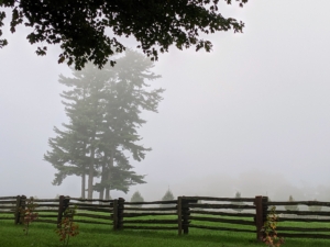 These tall eastern white pines can be seen from nearly every vantage point on this side of the farm – still a bold and majestic sight even through the fog.