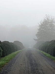 This view is from the stable looking down the long Boxwood Allee. Dense fog is when visibility is at least one-quarter mile or lower. And, when fog mixes with air pollution, it’s called smog.