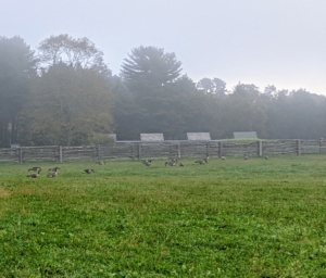 These wild geese can often be seen resting in large numbers in my paddocks. All the activity of my working farm doesn’t bother them one bit. Just behind the geese are my row of chicken coops.