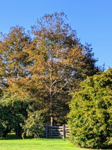 Because of changes in the length of daylight and changes in temperature, leaves stop their food-making process. The chlorophyll breaks down, the green color disappears, and the yellow to gold and orange colors come out and give the leaves part of their fall splendor. London plane trees are among the first to change color in fall from a deep green to yellow brown.