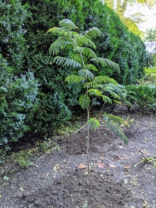 We planted five mimosa trees in the space. They should do well in this location. A mature mimosa grows up to between 20 and 40 feet in height.