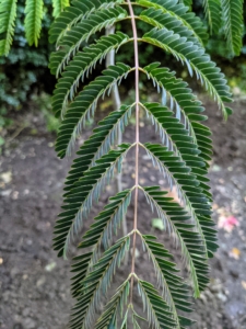 Mimosa tree leaves are medium green in color, which nicely sets off the bright pink of their spring flowers. They do not change color before they drop. The complex composition of the leaves gives the tree a light, feathery appearance.