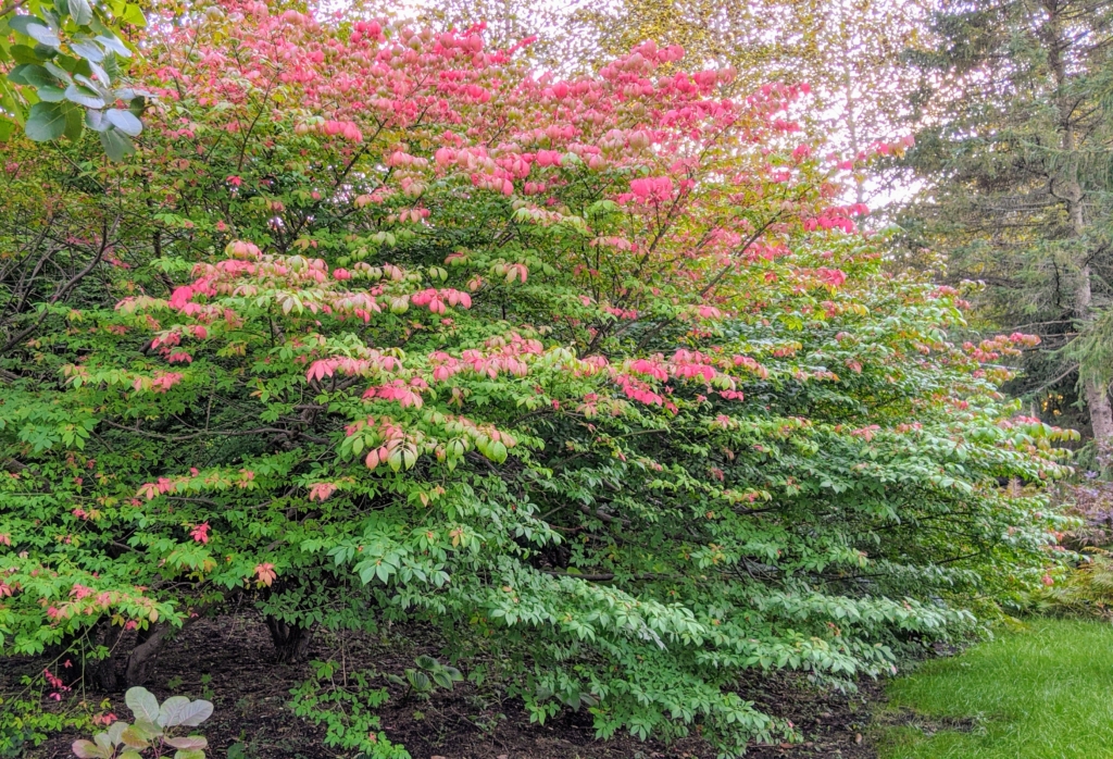 Early Fall Colors - The Martha Stewart Blog
