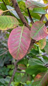 Cotinus, the smoke bush, has large round leaves and spectacular autumn color. These leaves are turning scarlet red.
