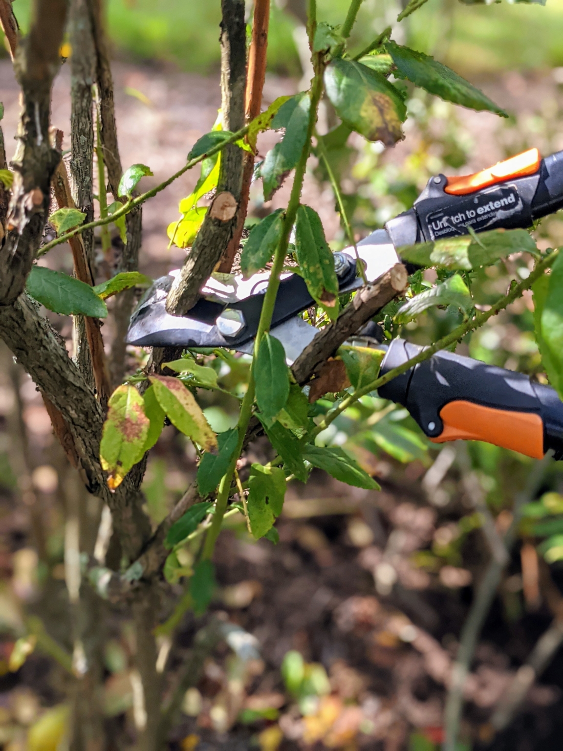 Pruning The Blueberry Bushes The Martha Stewart Blog   PXL 20211012 145857662.PORTRAIT 1152x1536 