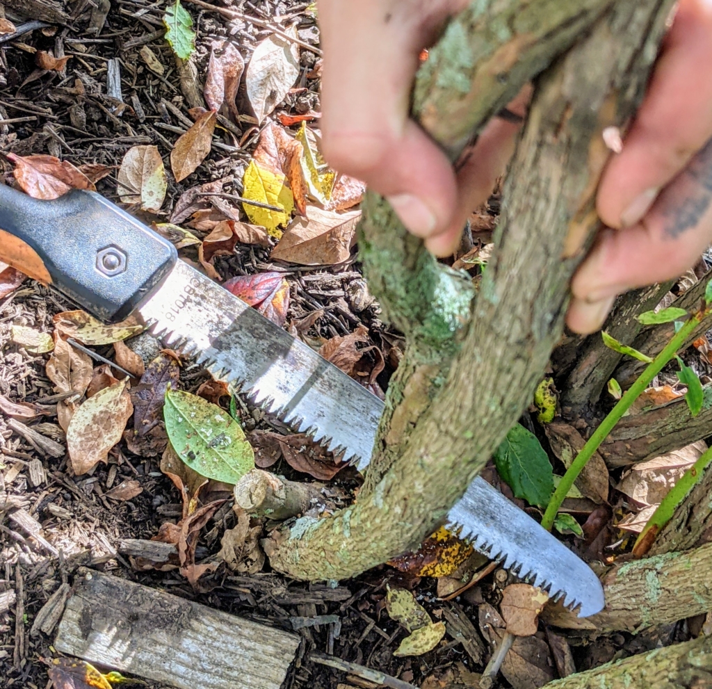 Pruning The Blueberry Bushes - The Martha Stewart Blog