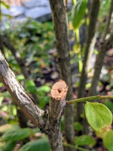 Here is a trimmed dead branch - noticeable because it is hollow inside.