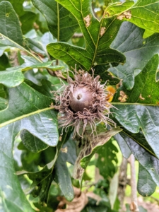 This is the acorn of the bur oak. The bur oak acorn is very large - macrocarpa is Latin for “big fruit”. The cap of the acorn is called the involuchre and nearly covers the entire nut and is very hairy. As the acorns mature, the cap and seed will turn brownish tan.