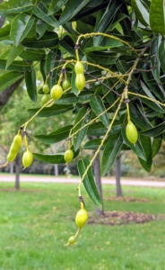 The pods of Scholar trees appear in the fall and look similar to dangling beads.