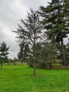 This tree is an Atlas cedar. I have several planted down behind my chicken coops not far from a stand of tall white pines. Cedrus atlantica, the Atlas cedar, is a distinctive evergreen. Its silvery blue to bluish-green needles are eye-catching in any landscape.