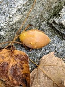 Here is one seed separated from its fruity encasement. It is a single hard-shelled seed enclosing an edible kernel. The kernels are often roasted and used in Asian cuisines.