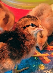 Each chick is closely inspected one by one and then placed into the brooder. It is important to make sure they are clean and alert.