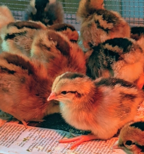 Whiting True Blue and Whiting True Green chicks display a variety of colors from golden to chestnut to a darker reddish brown. Some chick starter crumbles are put down on the newspaper to help introduce the birds to their food and direct them to the feeders.