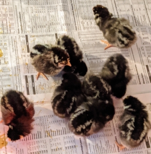 Silver Laced Wyandottes is a breed known for good disposition. Silver Laced Wyandottes are colorful, hardy, and hens are productive layers. Their broad-feathered, smooth fitting silver-white plumage is sharply marked with lustrous greenish black edging.