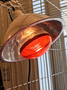 The heat lamps are suspended above the brooders. Raising and lowering them will help adjust the temperature. The heat lamps cast a very warm, reddish glow.