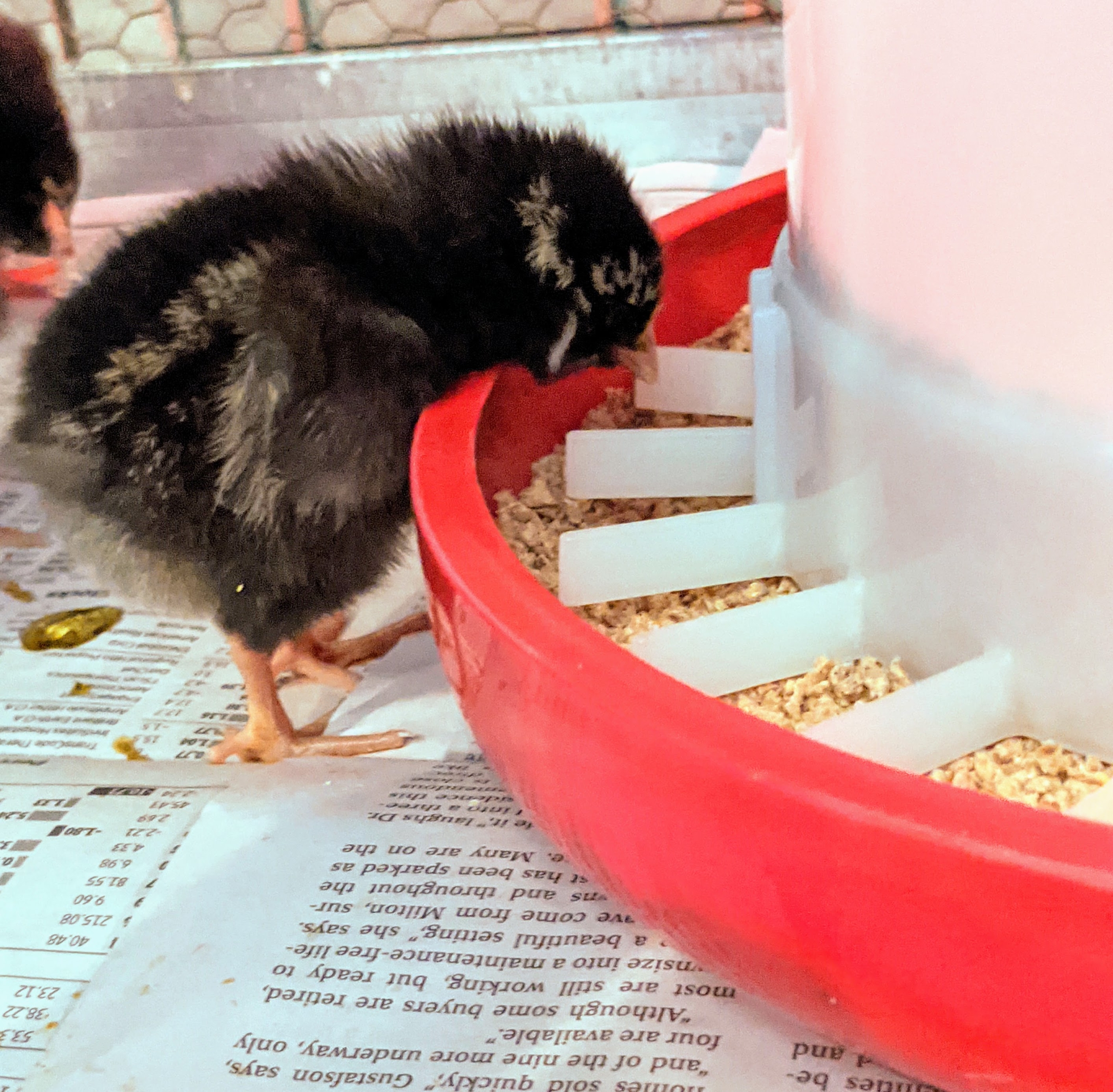 How to Wash Chicken Eggs - Murray McMurray Hatchery Blog