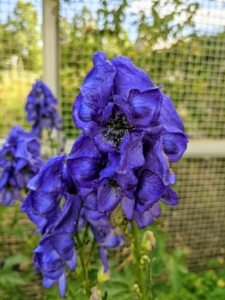 This is Aconitum, also known as aconite, monkshood, wolf's-bane, leopard's bane, mousebane, women's bane, devil's helmet, queen of poisons, or blue rocket. Aconitum is a genus of over 250 species of flowering plants belonging to the family Ranunculaceae. The plant gets its name from the shape of the posterior sepal of the flowers, which resembles the cowls worn by monks.
