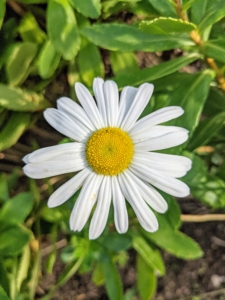 Both the leaves and flowers of the Nippon daisy are frost tolerant and will retain their color right up until a hard freeze. The nectar-rich blooms will also lure colorful butterflies and is deer-resistant.