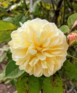 I have many roses at my farm. Here is a creamy yellow rose growing in my flower cutting garden. In the last few years, I’ve added to my collection – David Austin roses and various varieties from Northland Rosarium. A rose is a woody perennial flowering plant of the genus Rosa, in the family Rosaceae. There are more than a hundred species and thousands of cultivars.