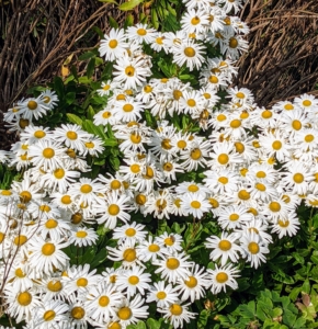 Even in mid-October, there is still a lot to appreciate in the gardens. Often called Montauk Daisy, the Nippon Daisy is prized for its late-in-the-season explosion of perky, white flowers. This easy-care plant grows 24 to 36 inches tall, and thrives in full sun and well-drained soil.