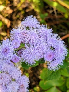 Ageratum houstonianum, a native of Mexico, is among the most commonly planted ageratum variety. Ageratums have soft, round, fluffy flowers in various shades of blue, pink or white – with blue being most common. The ageratum flower blooms from spring until fall and is so beautiful when grown in clumps in the garden.