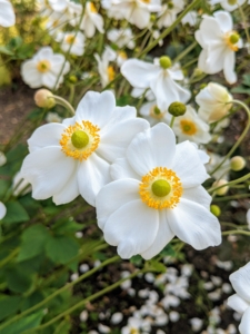 The anemones are also holding strong. Anemone is a genus of flowering plants in the buttercup family Ranunculaceae. Most anemone flowers have a simple, daisy-like shape and lobed foliage that sway in the lightest breezes.