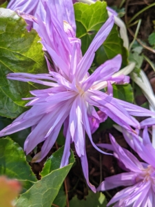 ‘Waterlily’ autumn crocus feature fully double, rosy lilac flowers resembling the blooms of a waterlily. This variety bears big blooms with more than 20-petals each.