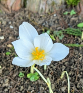 Beneath the bald cypress trees near my Basket House are glistening pure-white crocus flowers sparked with yellow anthers - these catch everyone's attention.