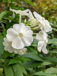 When in bloom, phlox are covered with groups of small, sweet-smelling, star-shaped flowers from clean white to pale pastel, including pink, red, lavender, and purple.