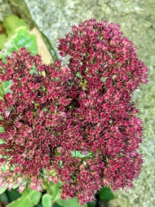 Sedum is a large genus of flowering plants, also known as stonecrops. Sedums are members of the succulent family. They have fleshy, water-storing leaves and are drought tolerant. I have sedum growing in the steps around my Winter House terrace.