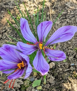 And do you know what this is? Look closely and see the vivid crimson-colored stigmas of that dear spice called saffron. We're growing it right here at my farm - more and more are blooming every day. I'll tell you all about it in an upcoming blog. Stay tuned.
