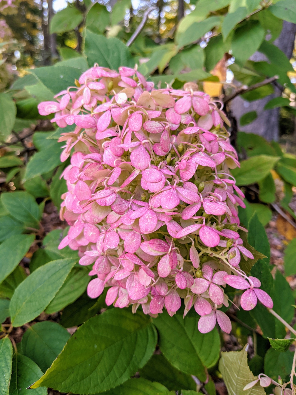 Late-Season Perennials Still Blooming in the Gardens - The Martha ...