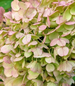 These hydrangeas have a tinge of pink. Many hydrangeas bloom from late spring to early summer, but the blooms stay on the plant until winter's chill topples them.