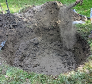 It is very important to feed the plants and trees. I always say, “if you eat, your plants should eat.” Here, a good amount of fertilizer is sprinkled into the hole and the surrounding soil.