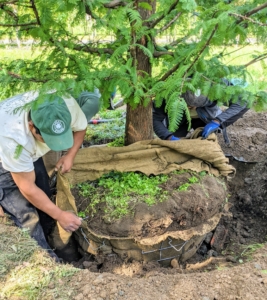 And then the crew removes the protective wire basket and burlap from the root ball. The purpose of the wire basket and burlap wrapping is to protect it during transportation and to keep it all together while positioning in its planting hole. Once the tree is in place and ready to be backfilled, these materials are no longer needed.