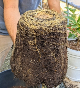 Here is the root ball after it is removed from its former pot - it is in good condition.