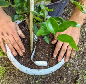 Then he fills the planter with more soil – just until the bottom of the pot’s rim – adding too much soil will cause a mess when watering.
