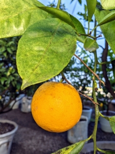 Citrus sinensis ‘Trovita’ is thin skinned and develops without the excessive heat most oranges need to produce good fruit. The fruit is smaller, juicier, and milder in flavor.