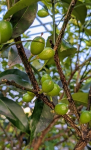 These are young green Nagami kumquats, Fortunella margarita – the most commonly grown type of kumquat. The tree is small to medium in size with a dense and somewhat fine texture. These trees are quite cold-hardy because of their tendency to go semi-dormant from late fall to early spring.