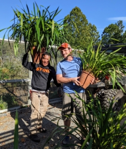 It was a pleasant day to move some of my tropical plants into their designated greenhouse for the long winter. Here, Phurba and Ryan carry two potted cymbidium orchids into the smallest of my five greenhouses. I have many of these plants and they thrive here at the farm.