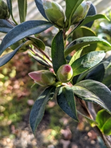 Camellias are attractive evergreen shrubs. Here is one with a couple of buds just waiting to open.
