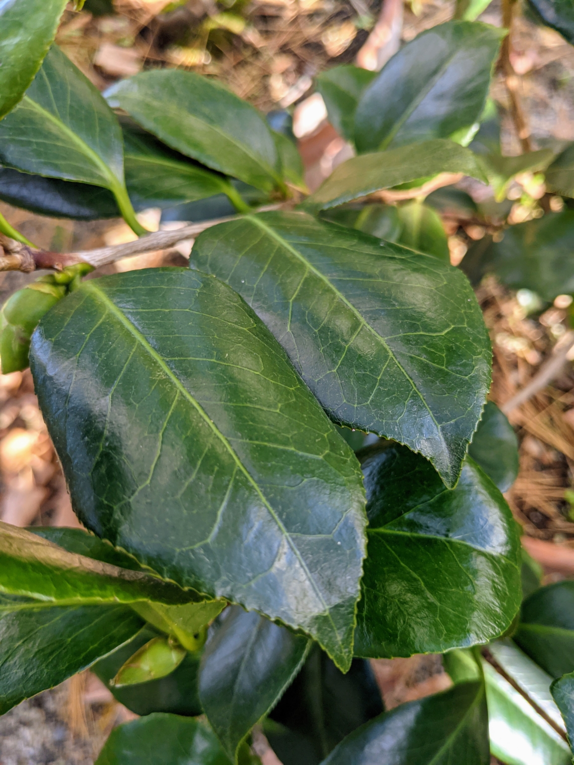 Repotting Camellias The Martha Stewart Blog