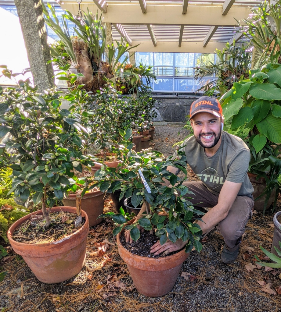 Repotting Camellias The Martha Stewart Blog