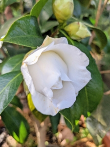 Here is another still opening. The beautiful camellia flowers come in mainly white and shades of pink or red, and various combinations.