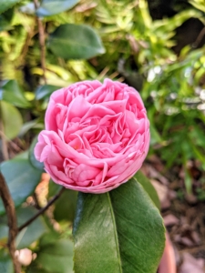 A couple of my camellias already have gorgeous blooms - this one is still unfurling. Their flowers are usually large and conspicuous, one to 12 centimeters in diameter.