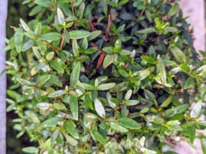 Myrtle is a medium-sized shrub with small aromatic, glossy green leaves, which release a nice scent when crushed. It bears showy small white flowers from mid spring to early summer before giving way to small purplish-black berries.