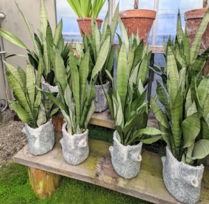 In another corner, several potted sansevieria - a historically recognized genus of flowering plants, native to Africa, notably Madagascar, and southern Asia. These hardy plants are very popular because of their adaptability to a wide range of growing conditions. They do best in medium to bright indirect light, but can also tolerate lower light as well as direct sun.