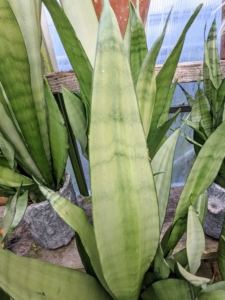 Sansevieria are characterized by their stiff, upright, sword-like leaves.